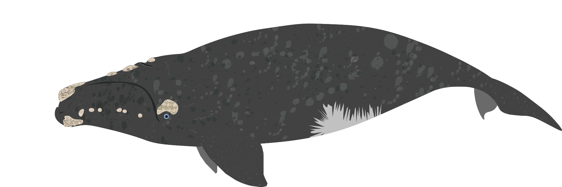 Baleia-Franca do Atlântico (