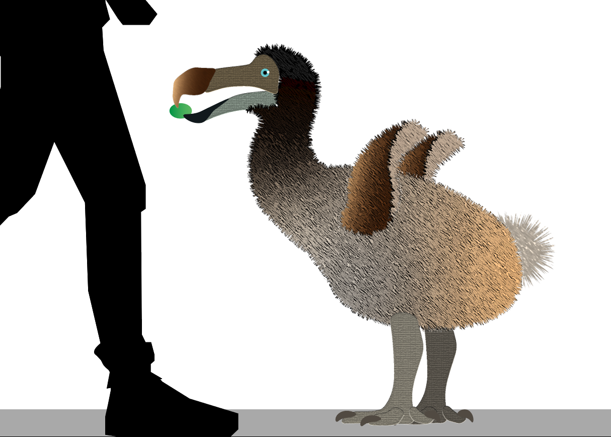 Dodo Size Chart